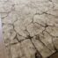 Wool Area Rug